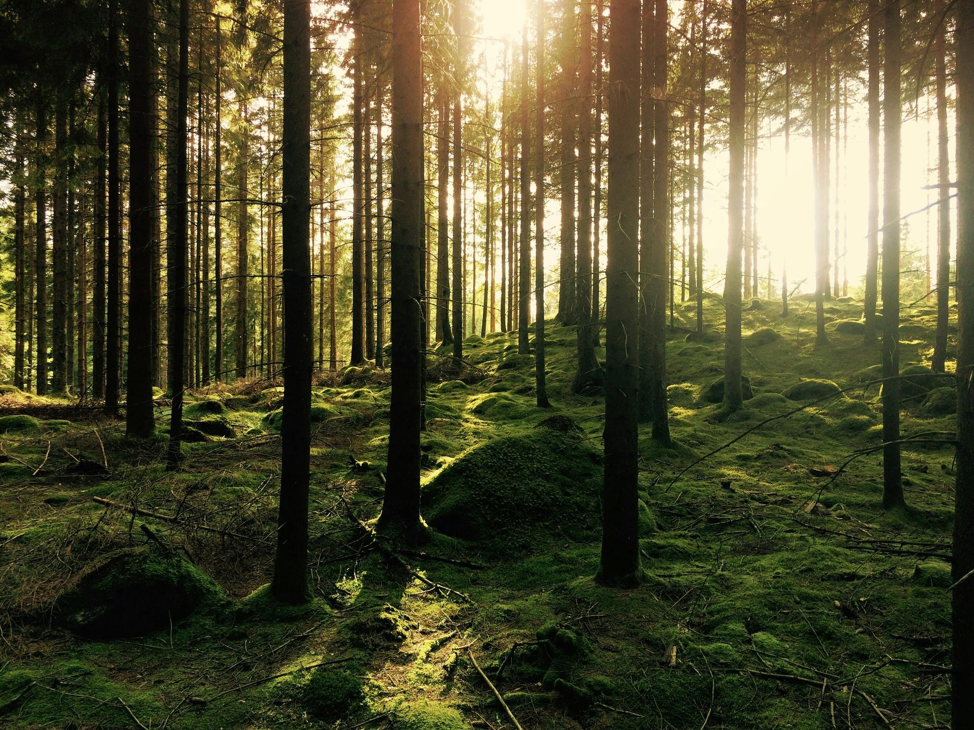 las petforest